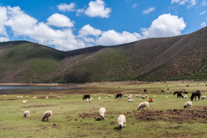 ทุ่งหญ้านาปาไห่ Napahai Grassland แชงกรี-ลา มณฑลยูนนาน - Wanvela