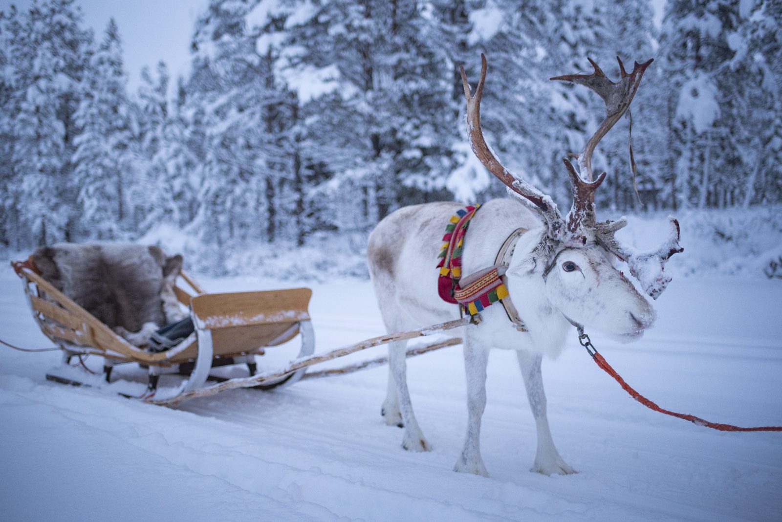 นั่งเลื่อนกวางเรนเดียร์ผ่านป่าหิมะ Lapland — Wanvela