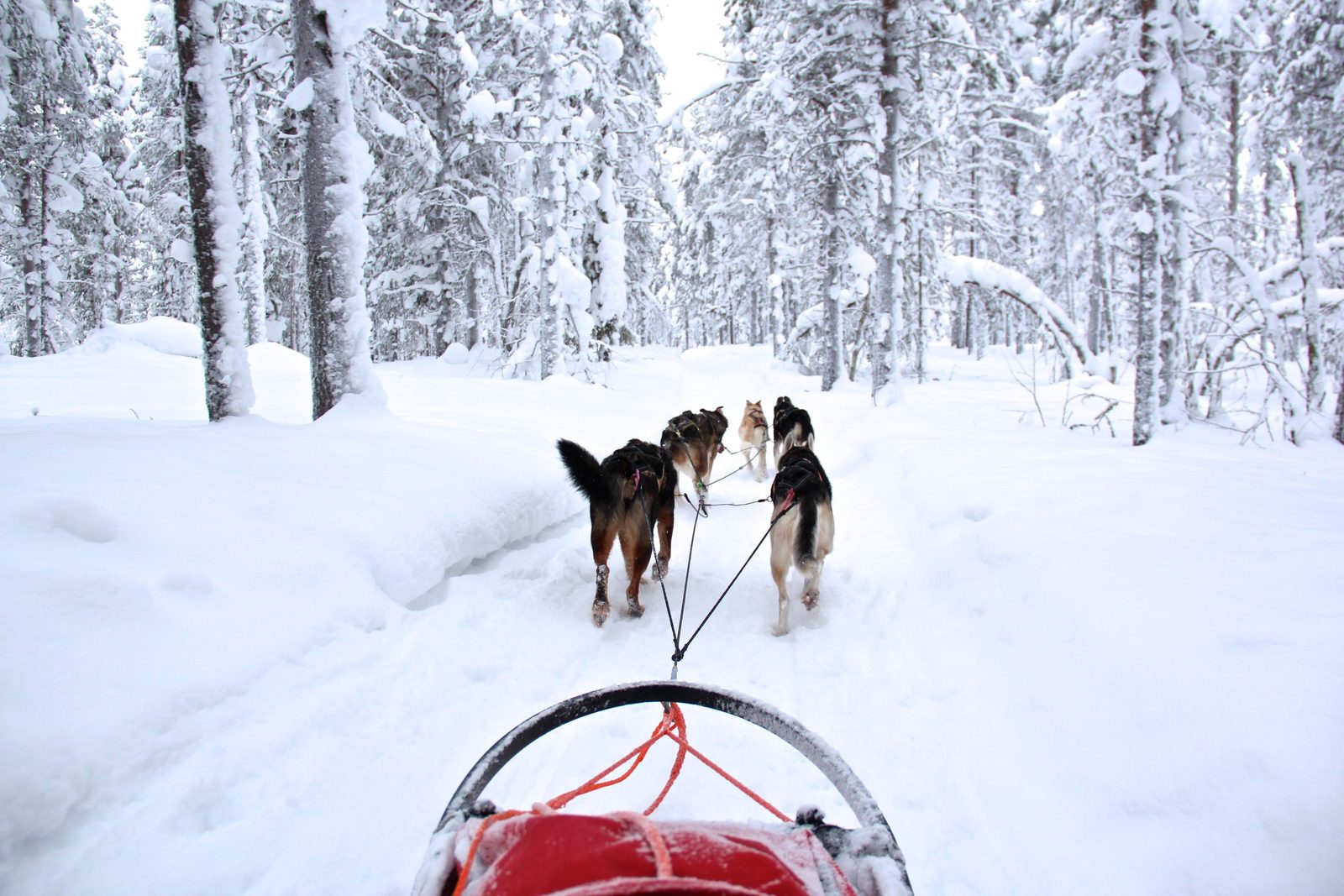 นั่งเลื่อนหมาฮัสกี้ผ่านป่าหิมะ Lapland — Wanvela