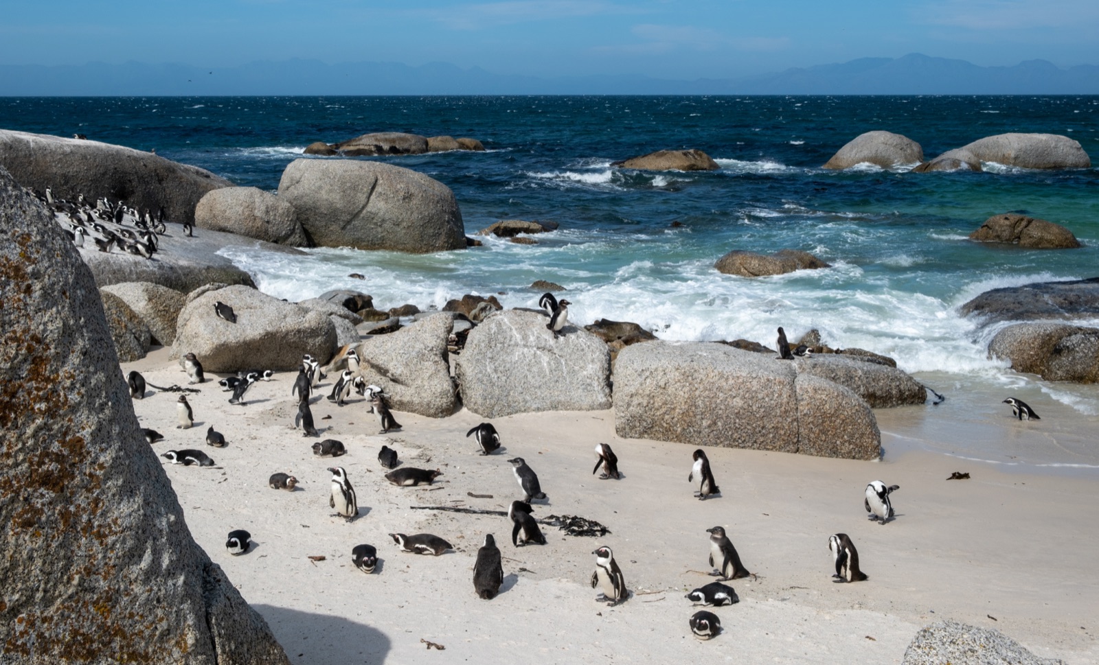 Cape Peninsula full day — Simon's Town penguins + Cape Point Ostrich Farm + Cape of Good Hope — Wanvela