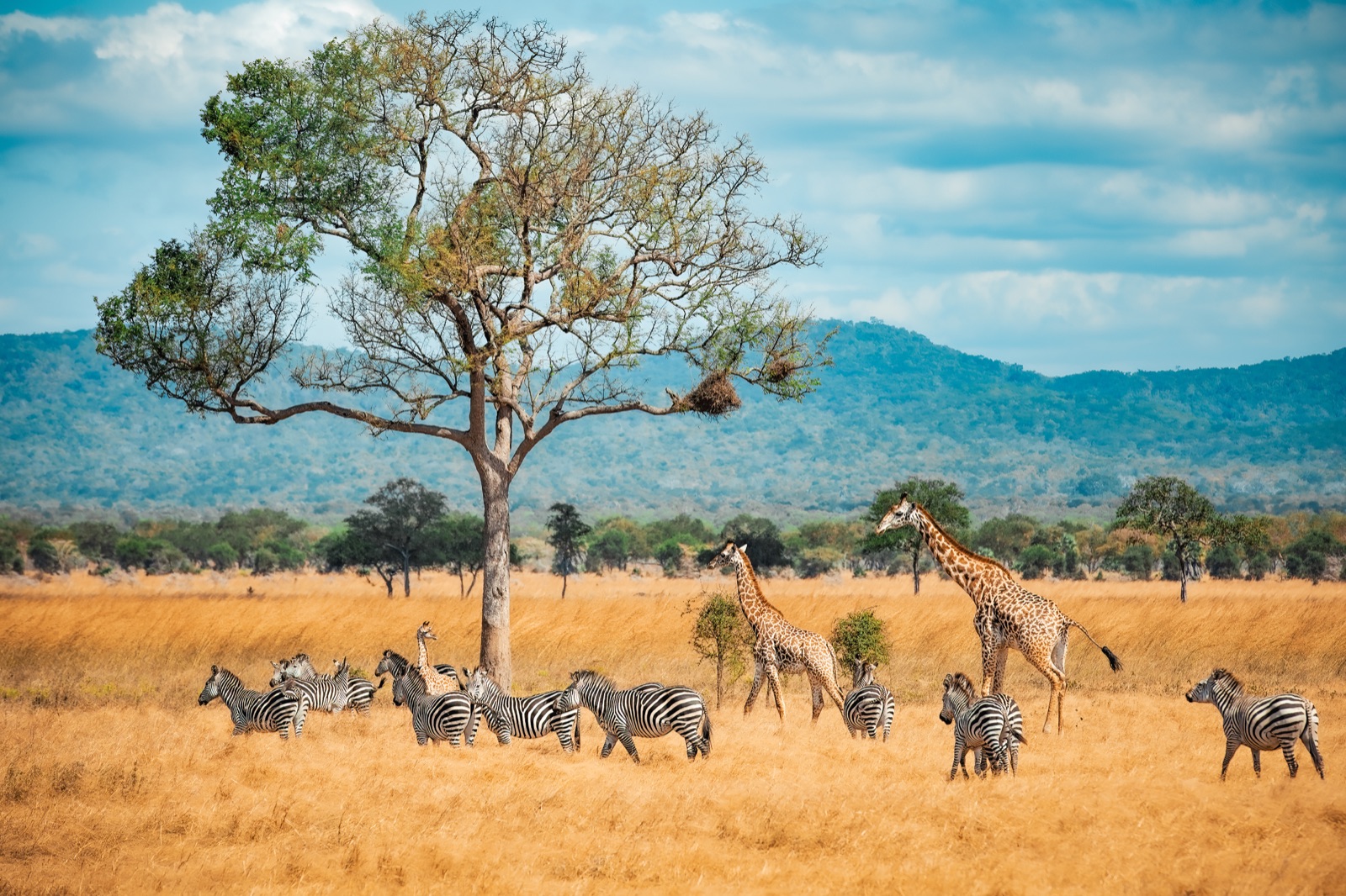 Fly Cape Town → Johannesburg → drive Pilanesberg → afternoon Game Drive (Big Five) — Wanvela