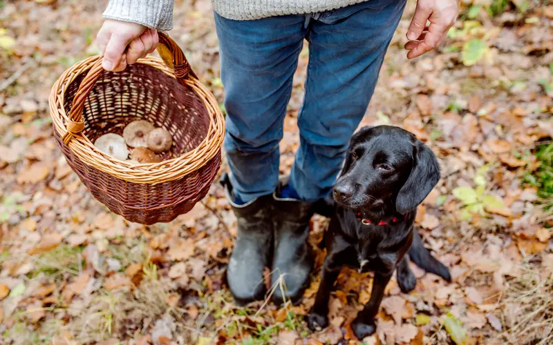 Tuscany truffle hunting — Wanvela Journal