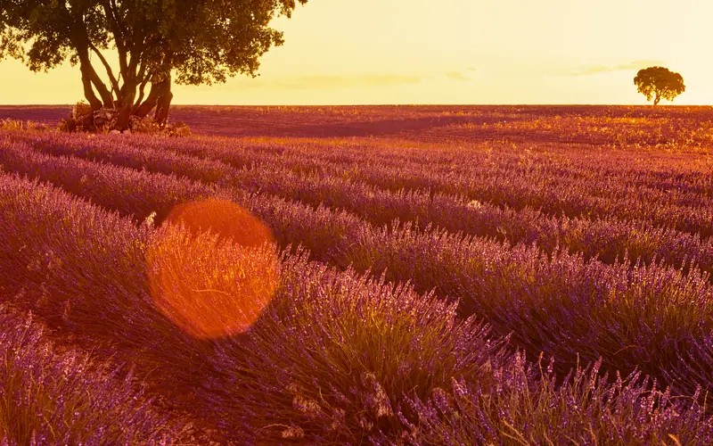 Provence lavender fields — Wanvela Journal